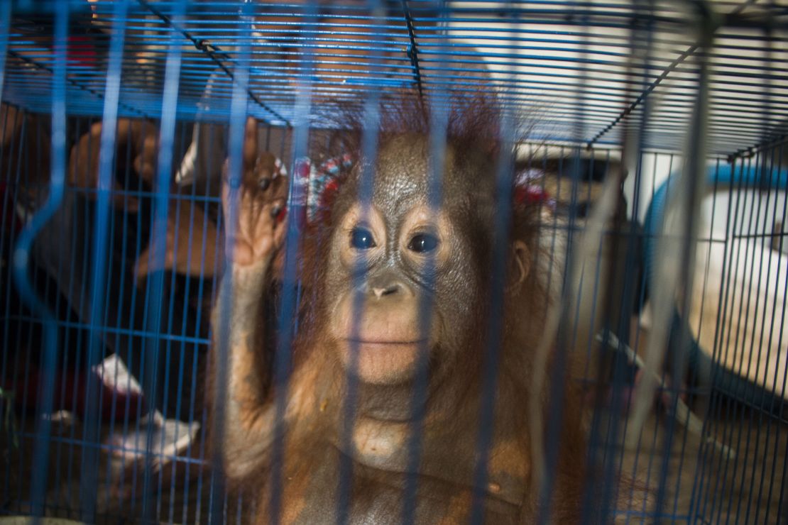 A baby orangutan in a small cage