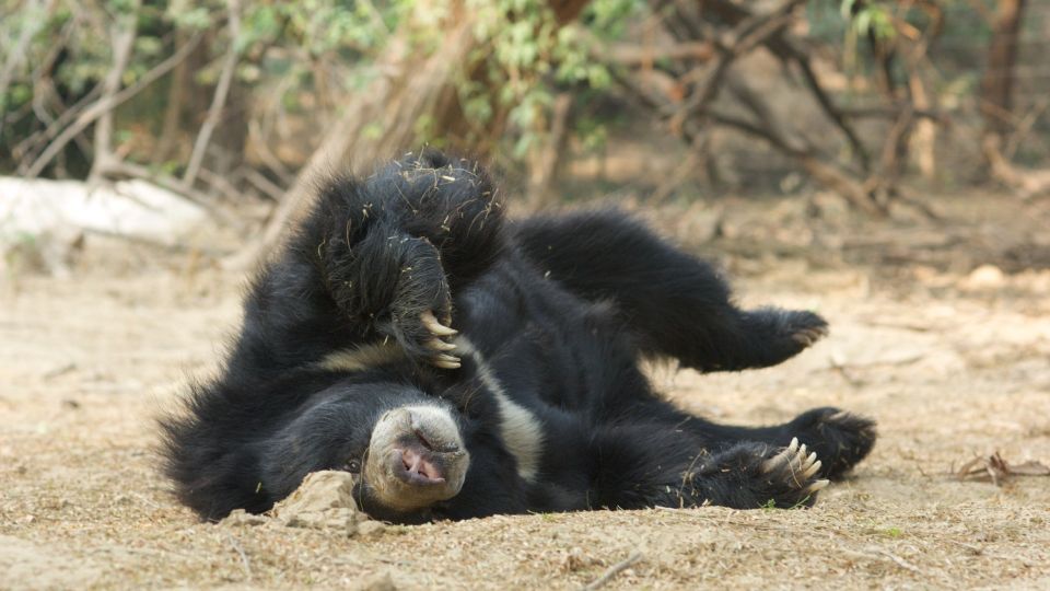 Bear asleep in Agra