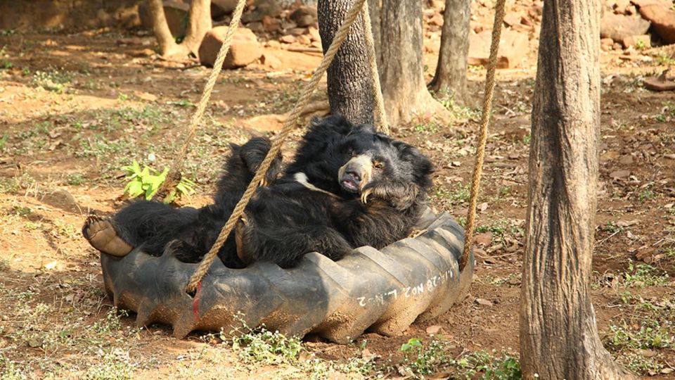 Bear asleep on a tyre