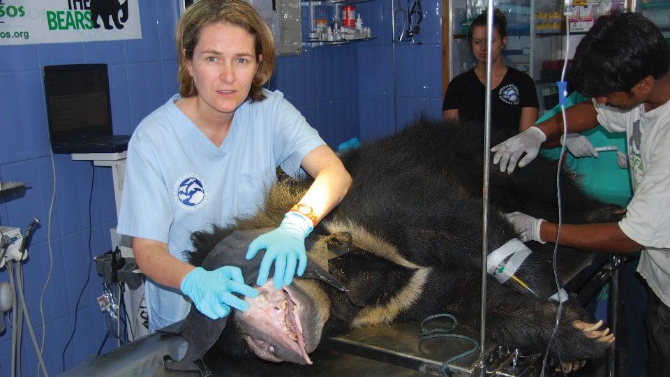 Lisa Milella performing dentistry on a sloth bear