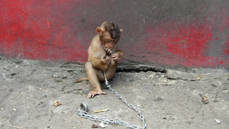 A baby macaque chained to the ground