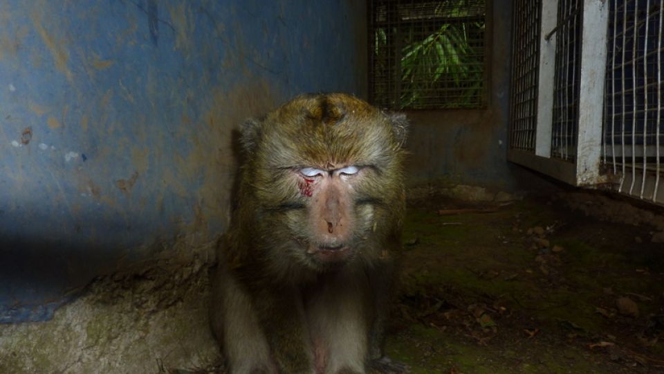 A macaque with facial injuries