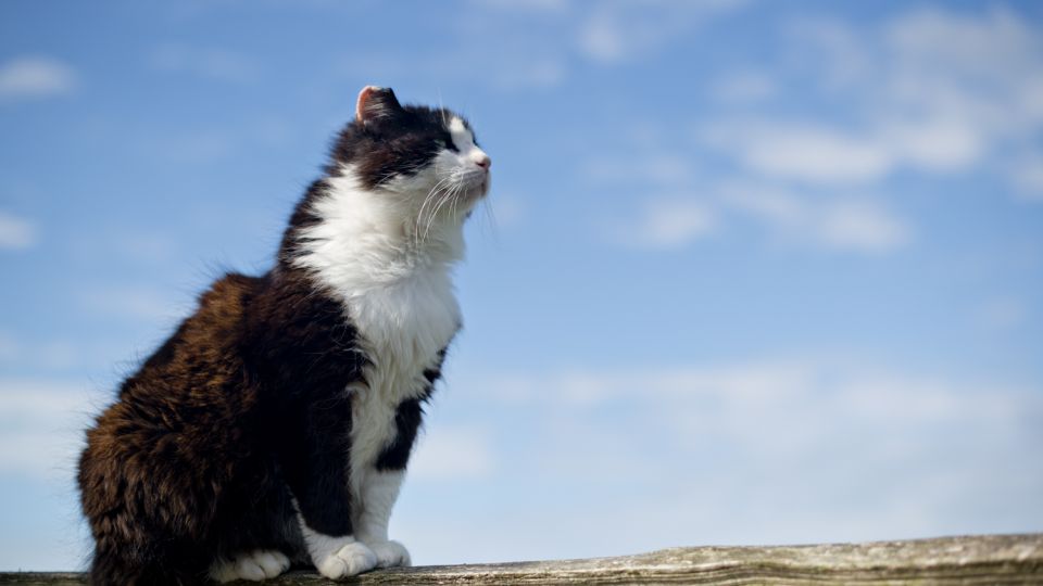 A cat looking majestic at Catastrophies Cat Rescue