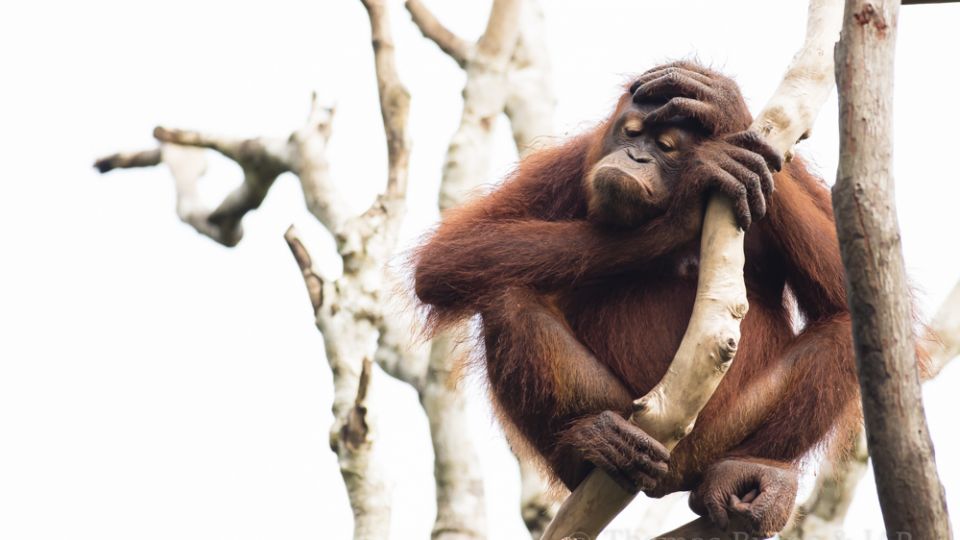 an orangutan with its hand to its face