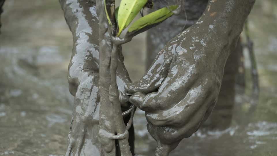 mangrove planting