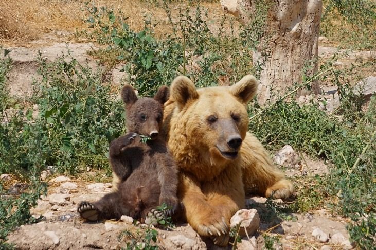 Dasha and a cub relaxing at the sanctuary