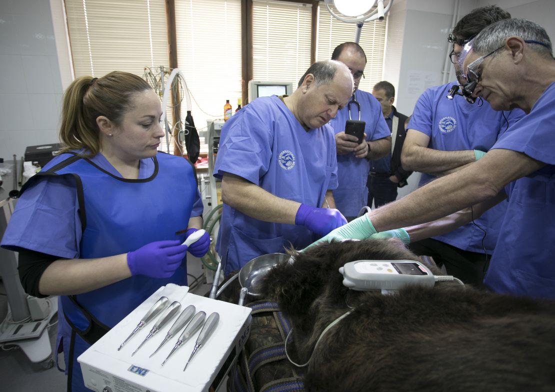 A bear having it's teeth worked on by veterinary dentists