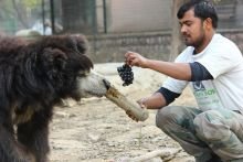 A keeper feeding grapes to a sloth bear