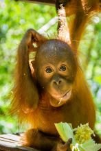 Young orangutan in IAR's rescue and rehabilitation centre