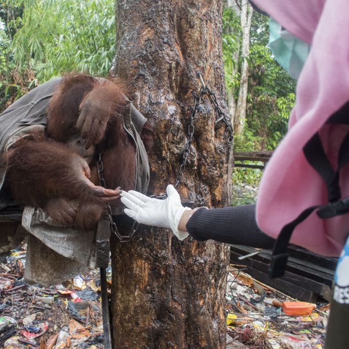 A rescuer reaching out a hand to Japik who is chained to a tree